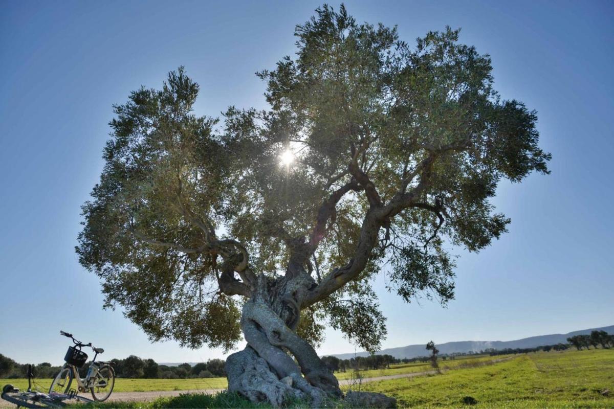 Masseria San Lorenzo Resort