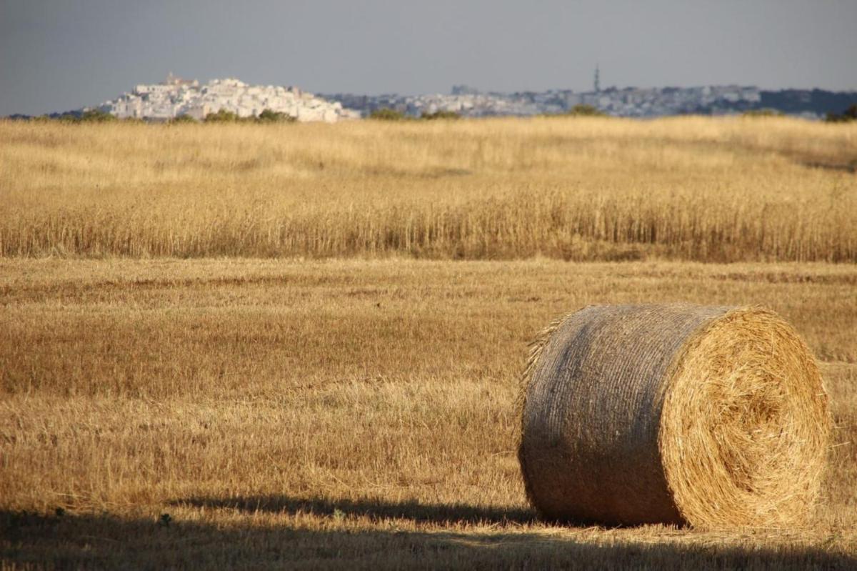 Masseria San Lorenzo Resort