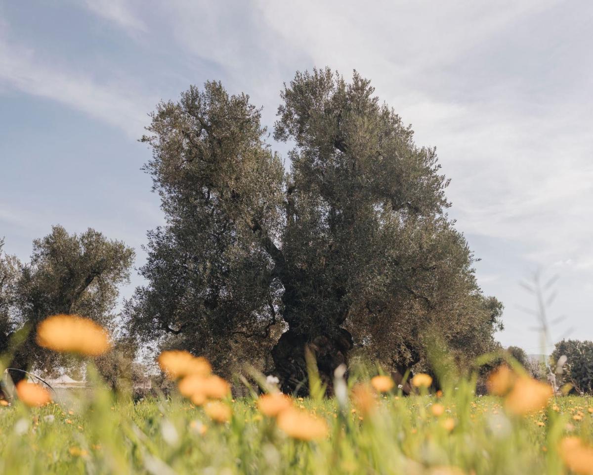 Masseria San Lorenzo Resort