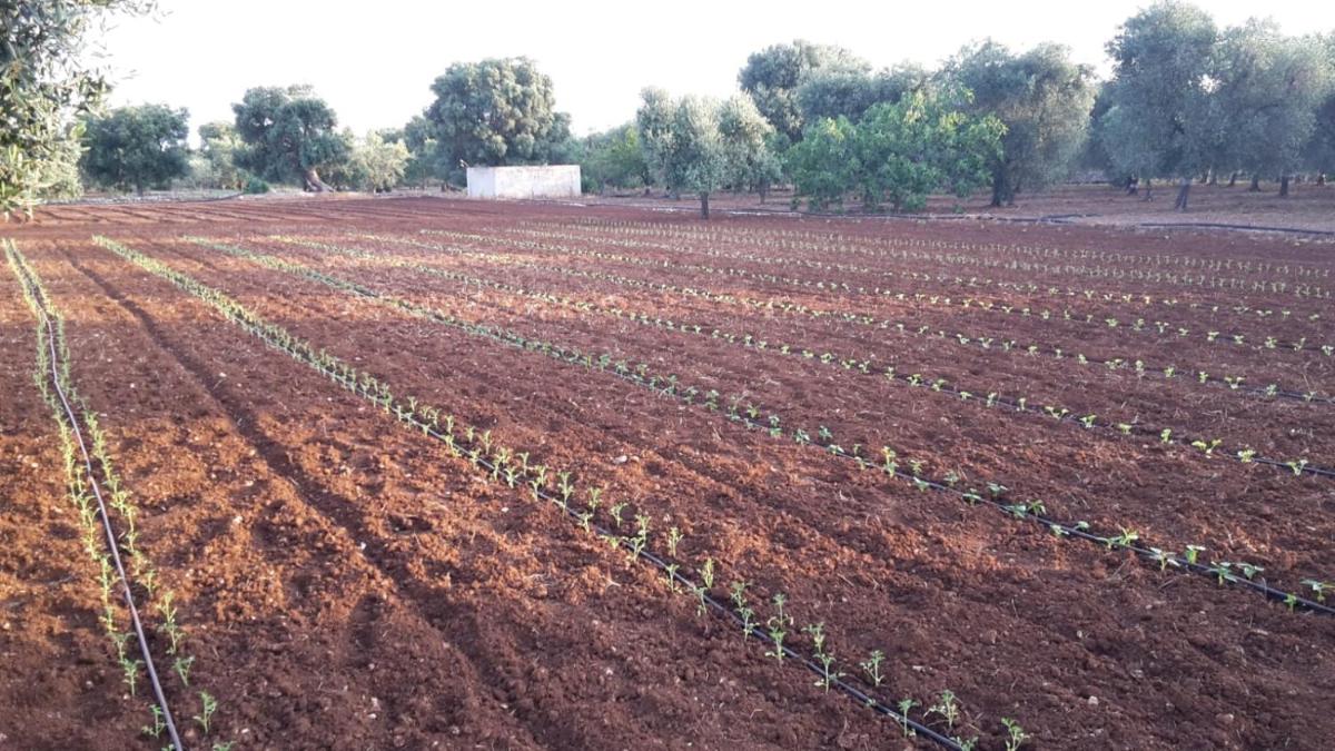 Masseria San Martino