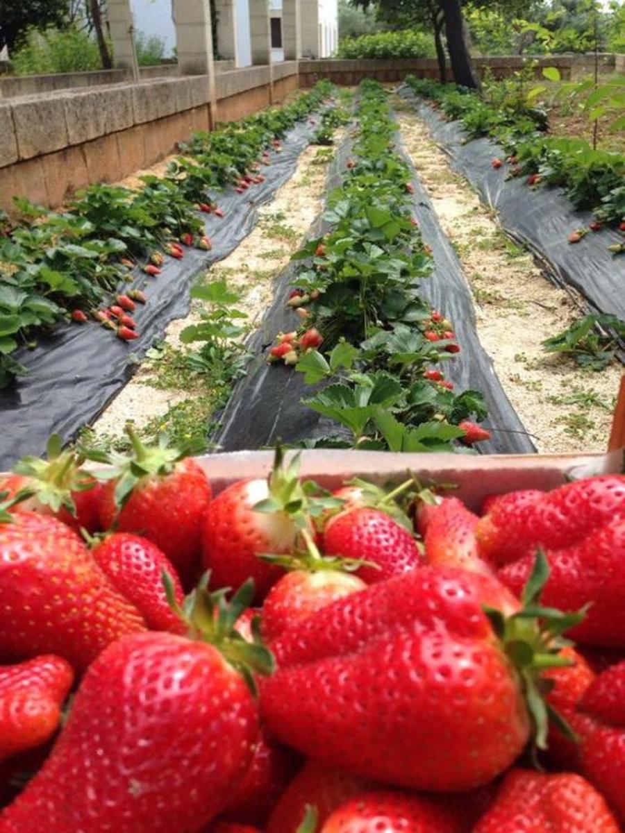 Masseria San Martino