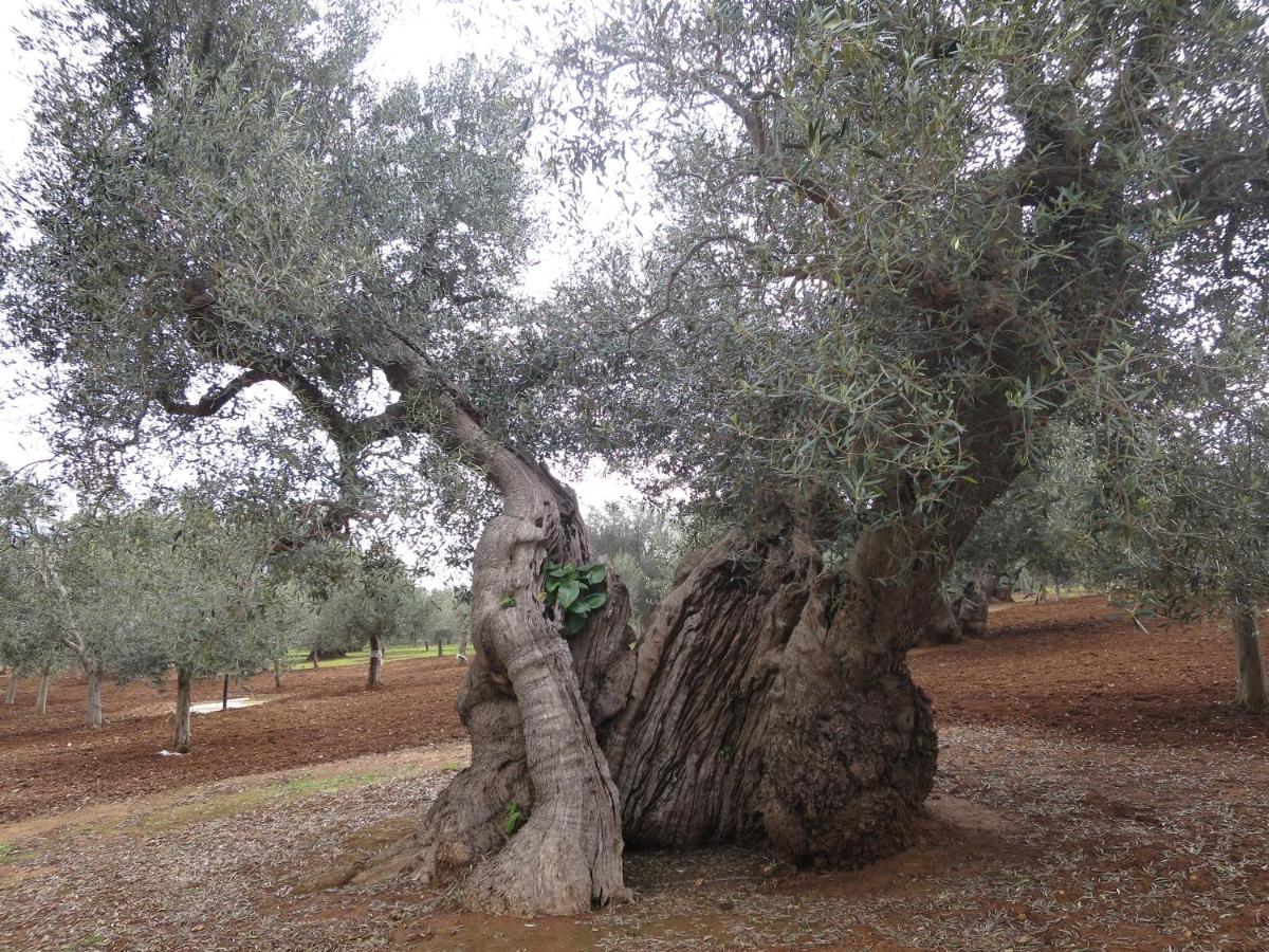 Masseria San Martino