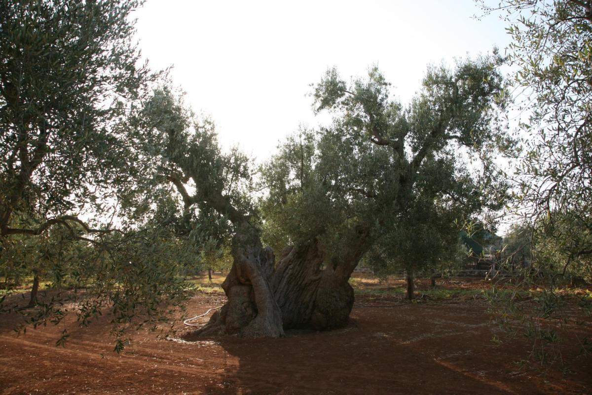 Masseria San Martino