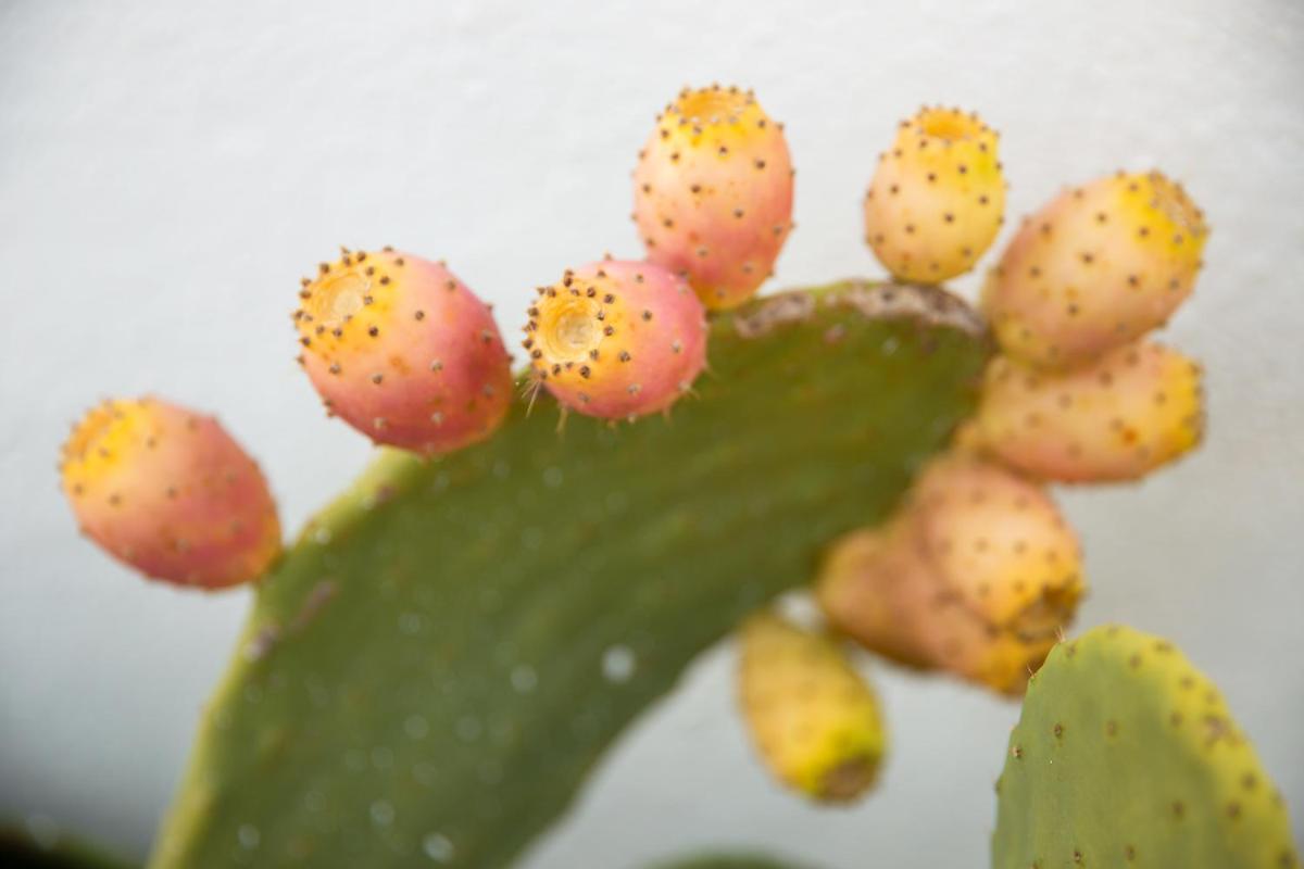 Masseria San Michele