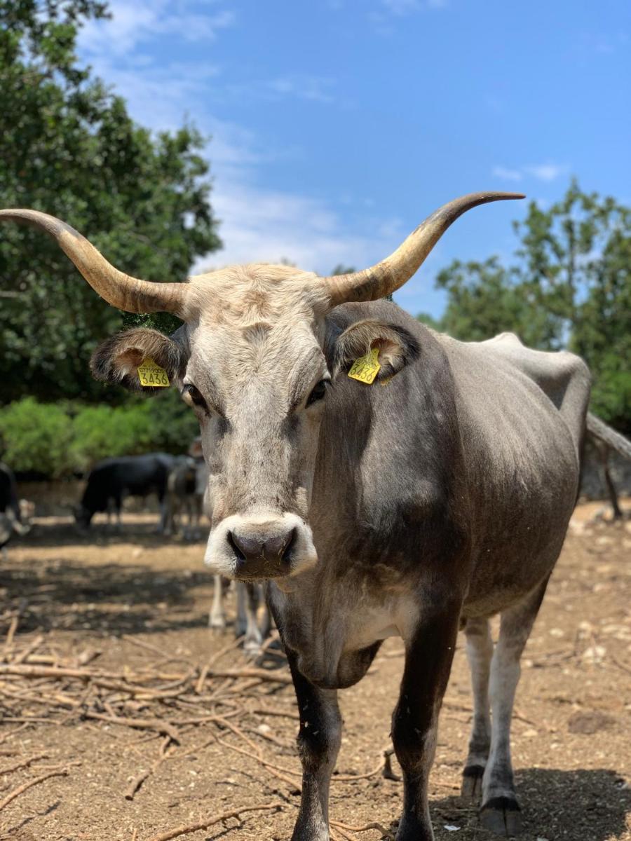 Masseria San Paolo Grande