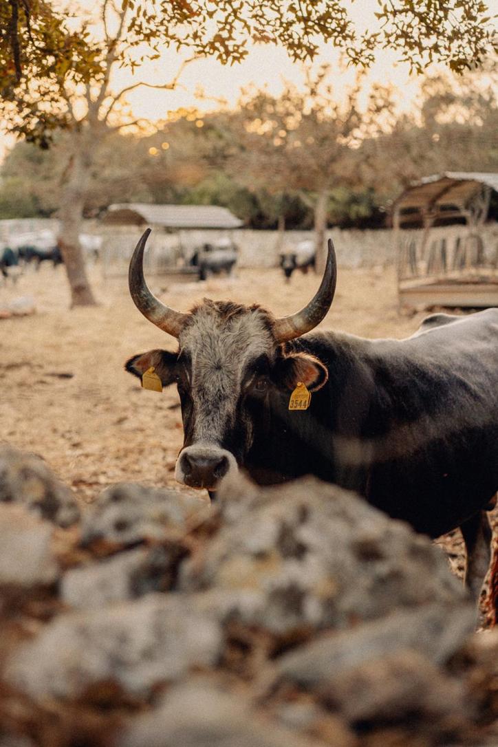 Masseria San Paolo Grande