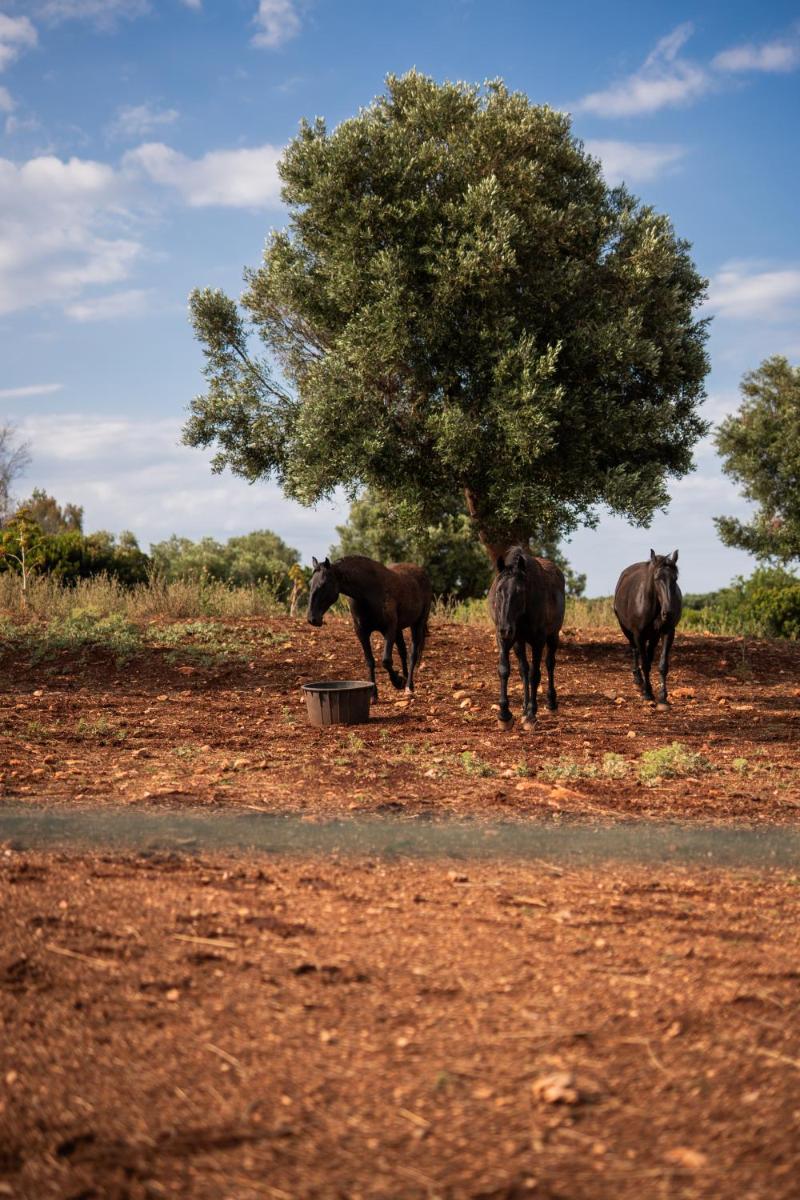 Masseria Santo Scalone