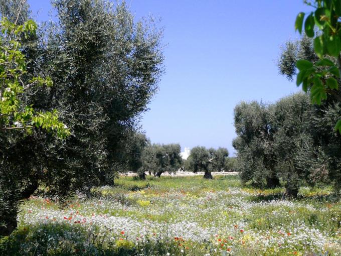 Boutique Hotel Masseria Sottomasi