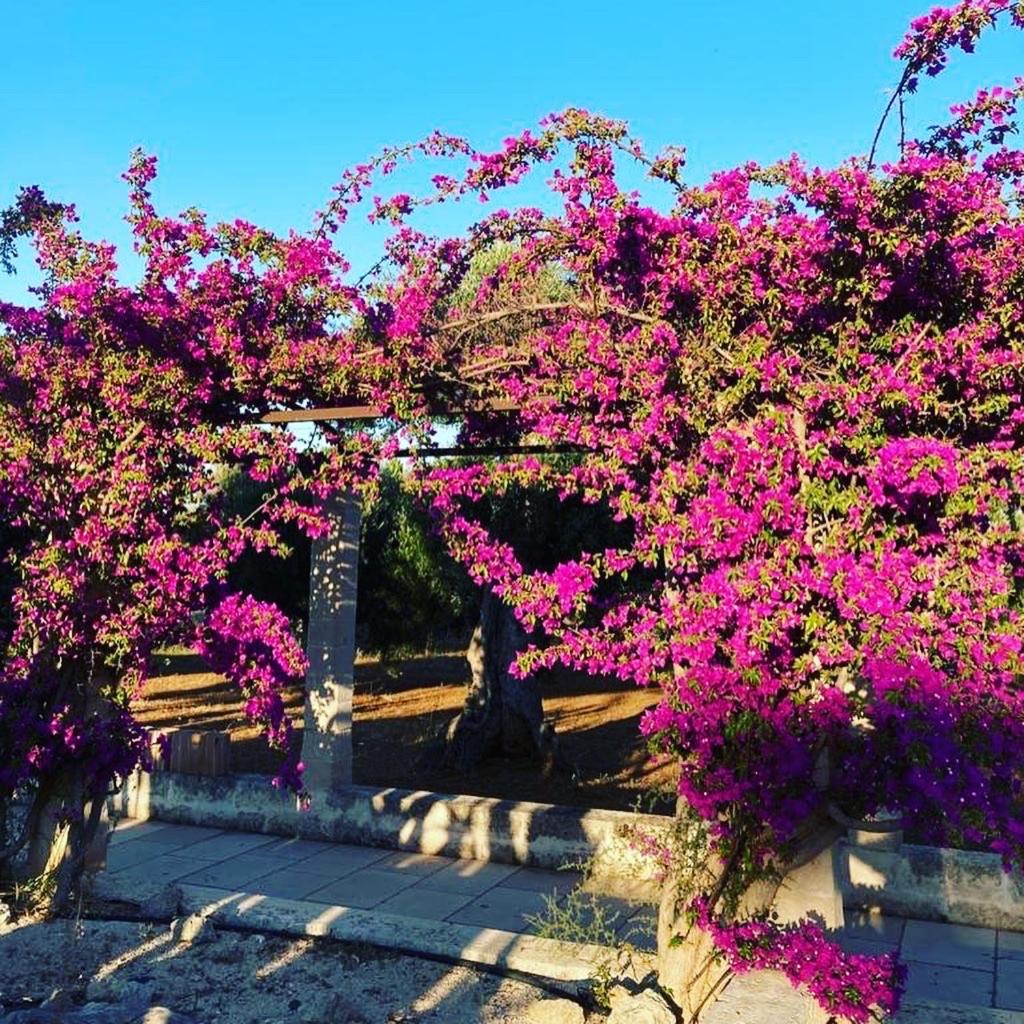 Boutique Hotel Masseria Sottomasi