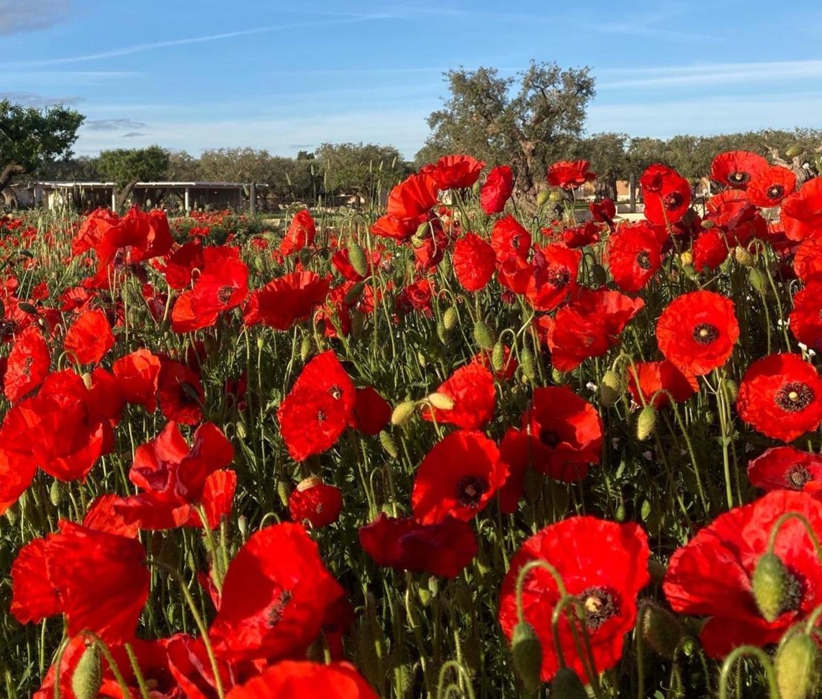 Boutique Hotel Masseria Sottomasi
