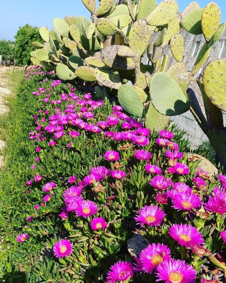 Boutique Hotel Masseria Sottomasi