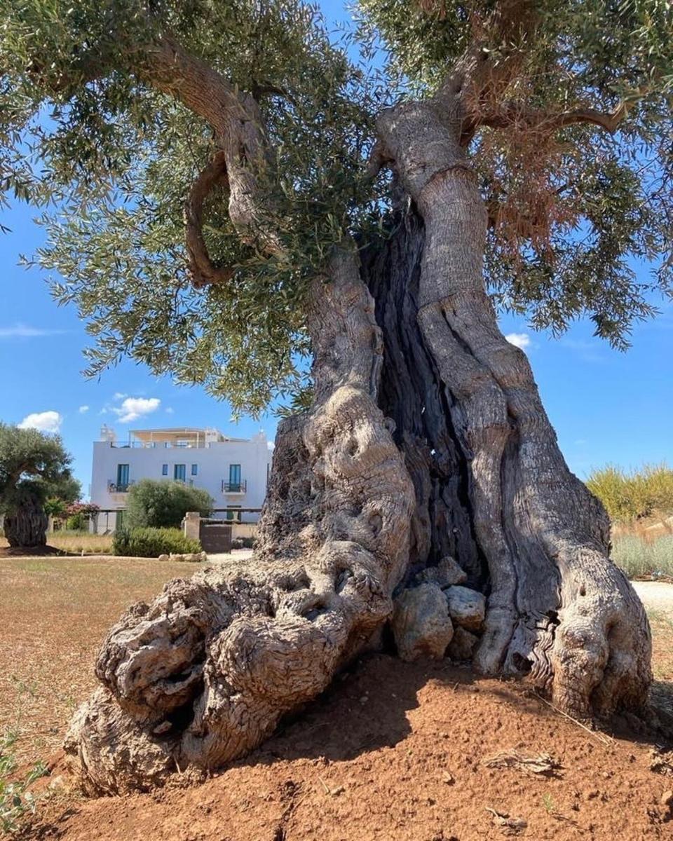 Boutique Hotel Masseria Sottomasi