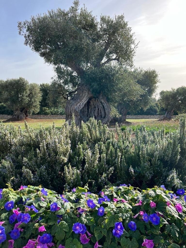 Boutique Hotel Masseria Sottomasi