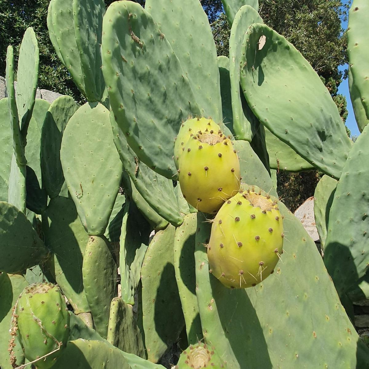 Masseria Spartivento