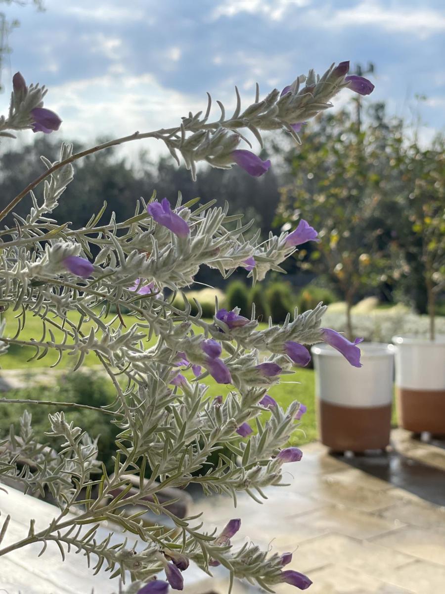 Masseria Spartivento