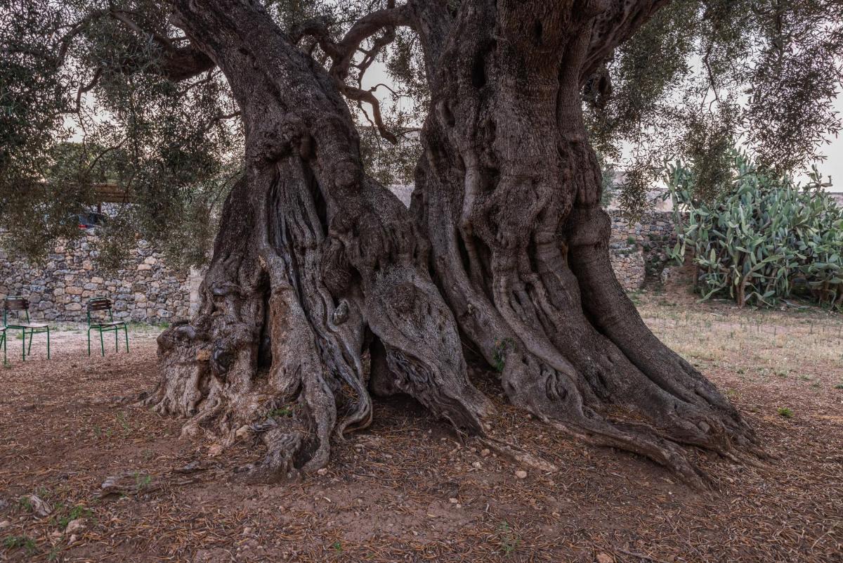 Masseria Torrelonga