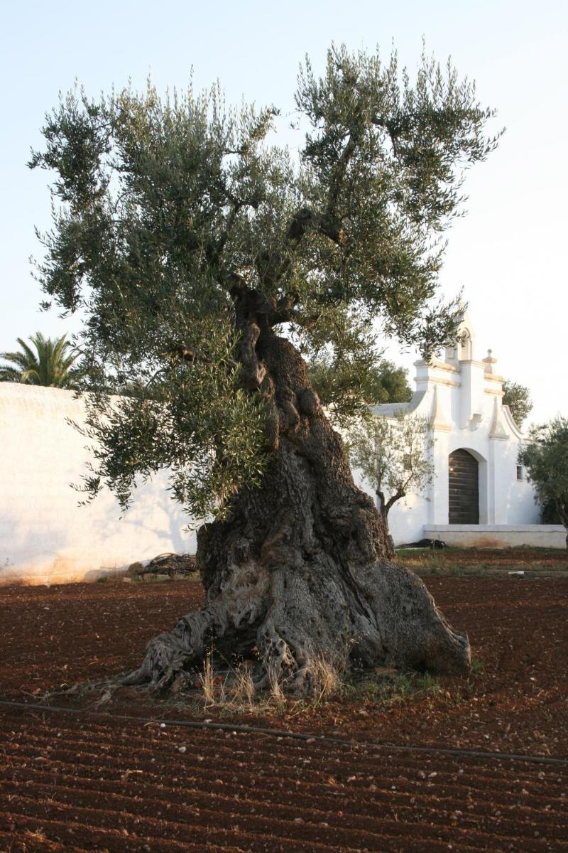 Masseria Torremossa