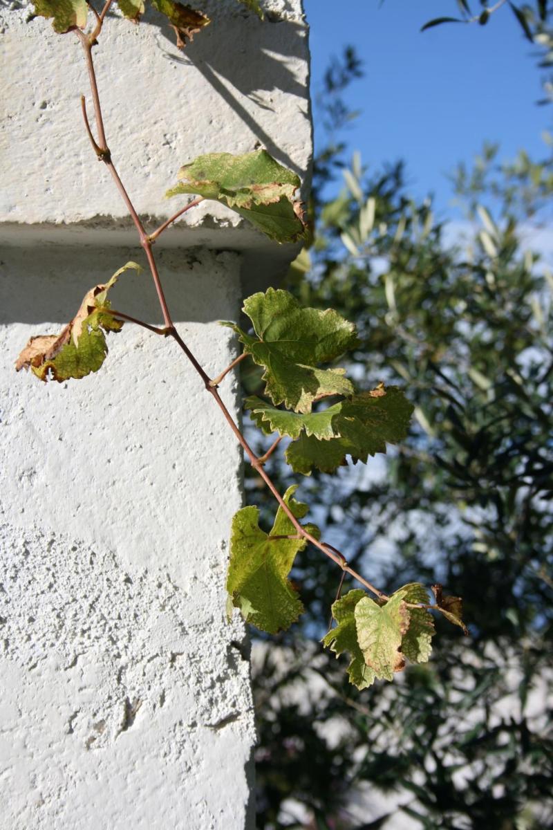 Masseria Torremossa