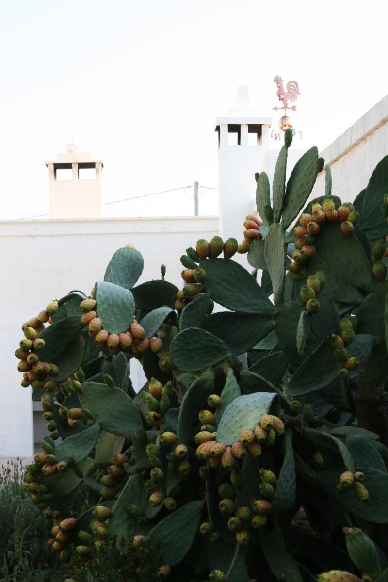 Masseria Torremossa