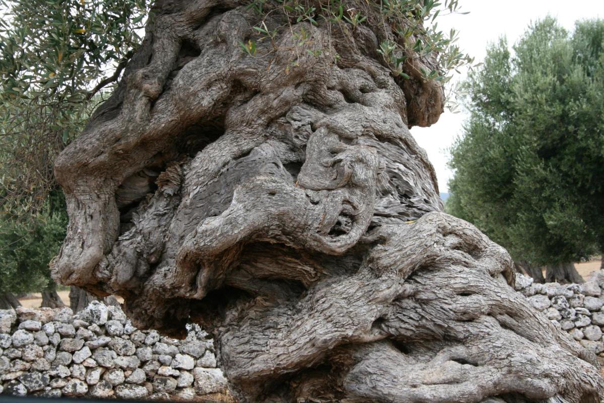 Masseria Torremossa
