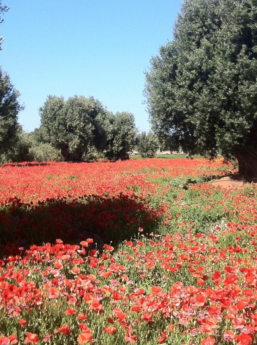 Masseria Torremossa