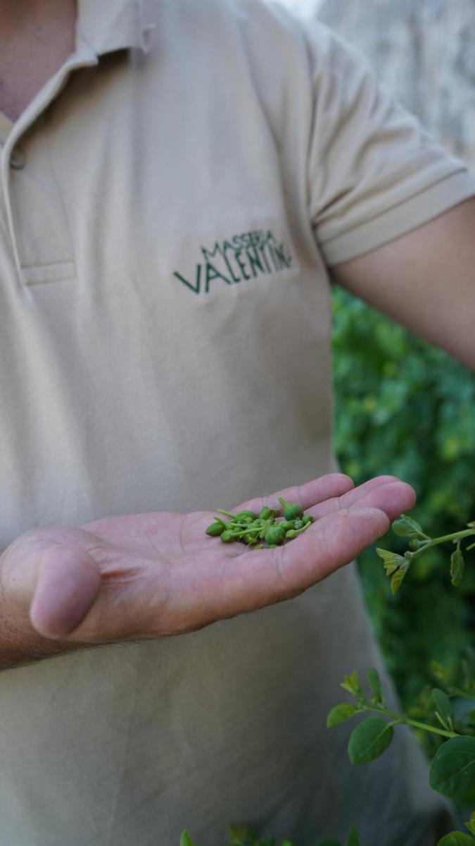 Masseria Valentina