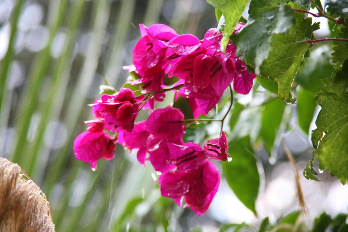 Mehmet Ali Ağa Konağı - Kocaev