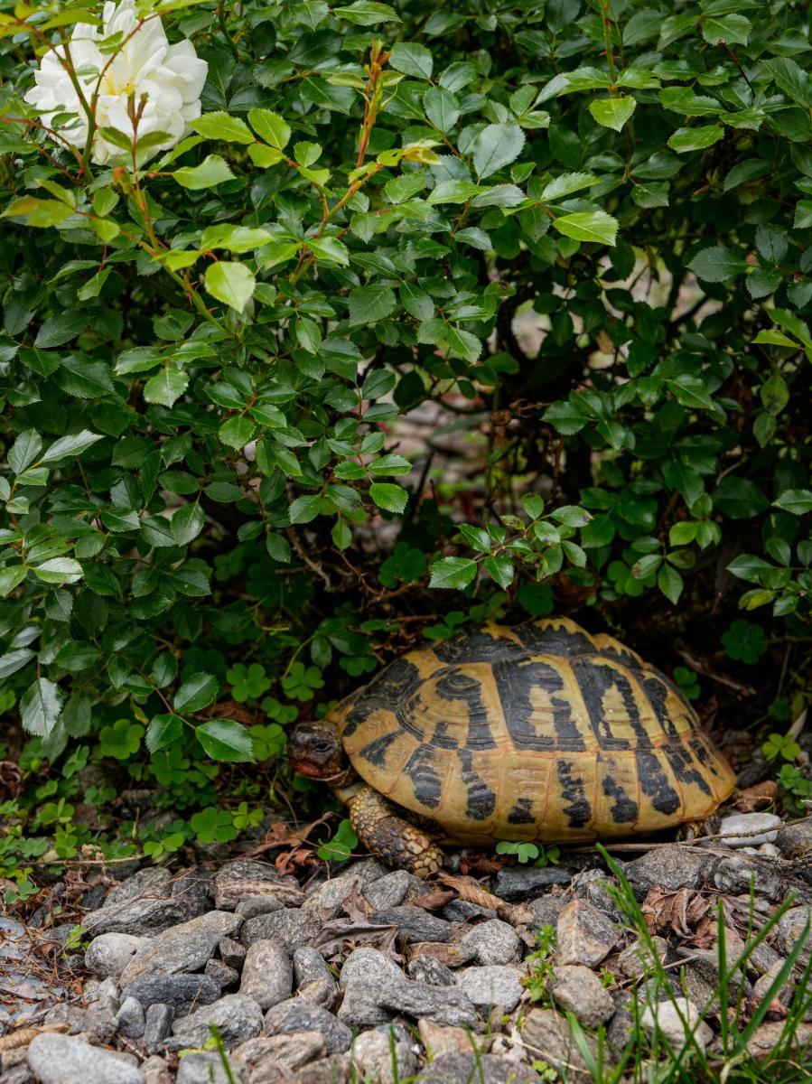 Merangardenvilla adults only