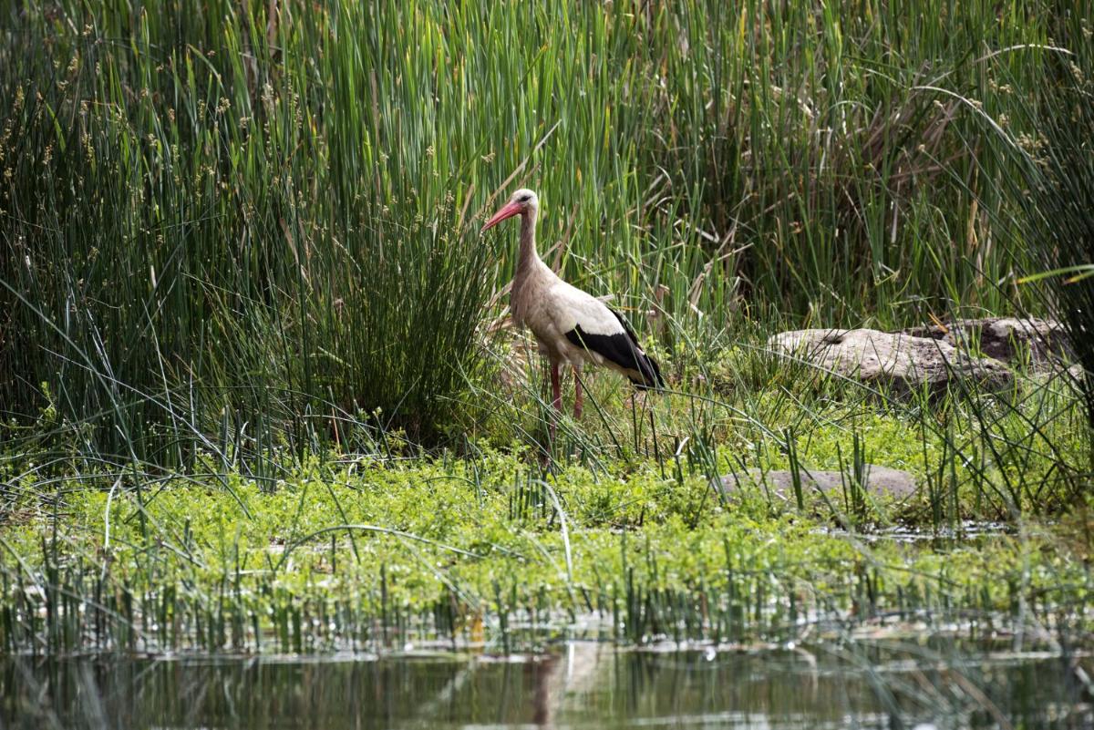 Michlifen Resort & Golf