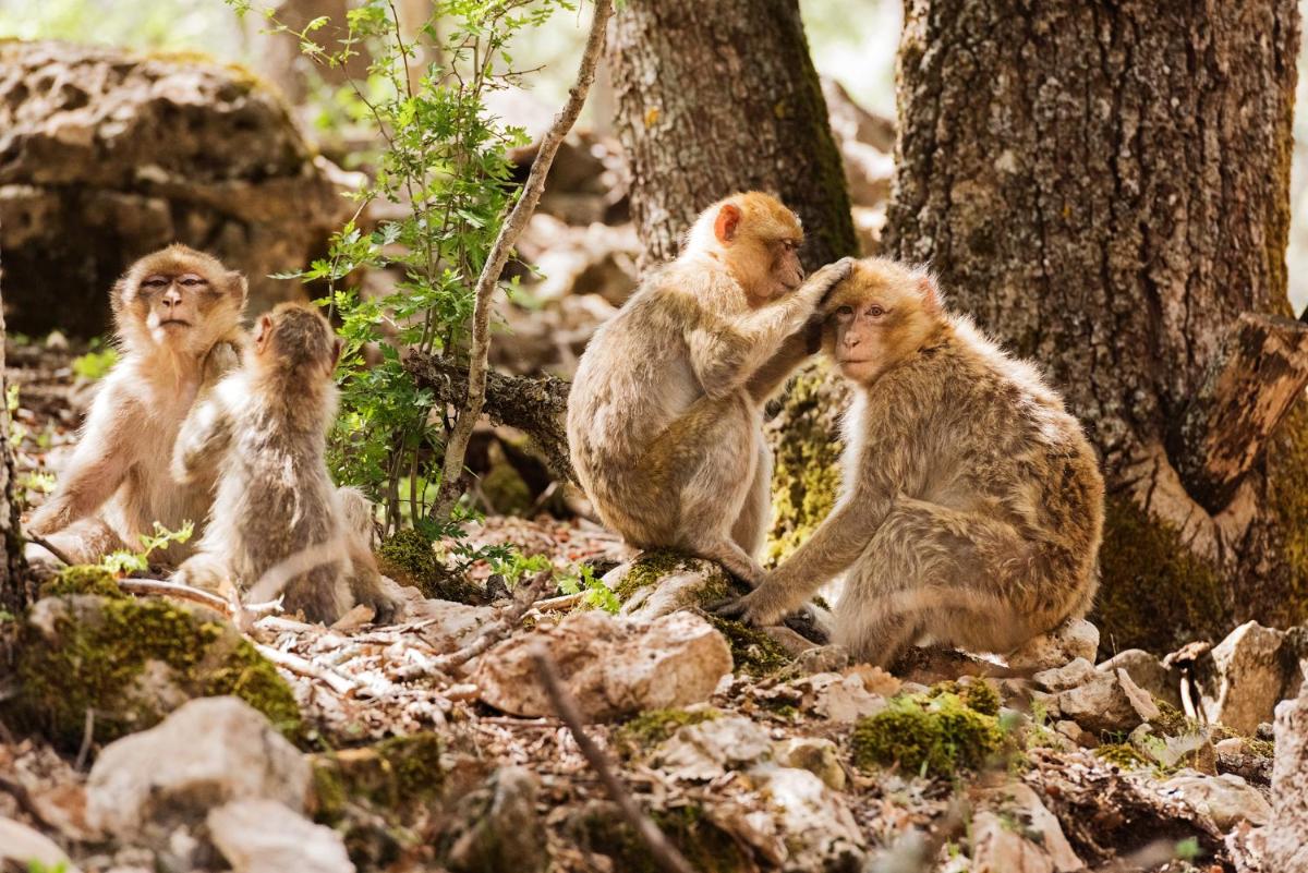 Michlifen Resort & Golf