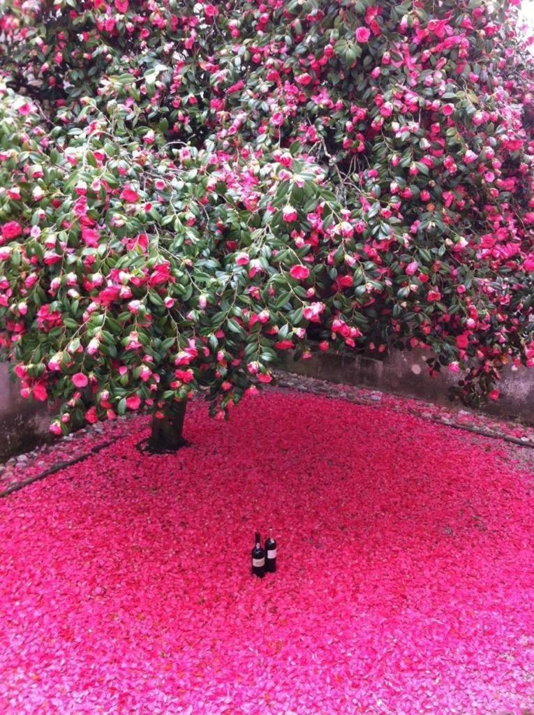 Morgadio da Calcada Douro Wine&Tourism