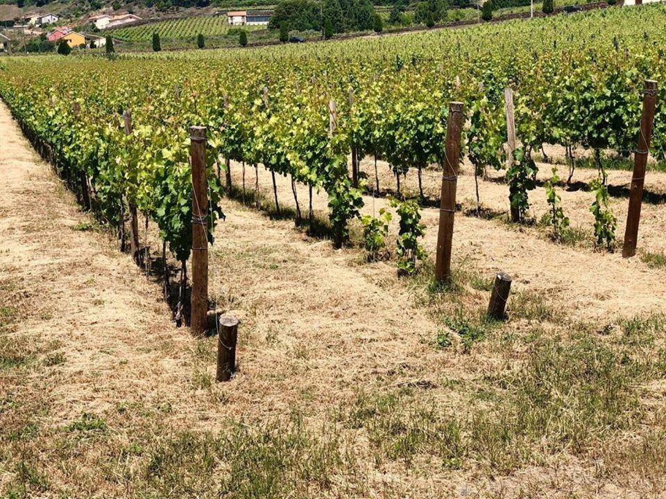 Morgadio da Calcada Douro Wine&Tourism