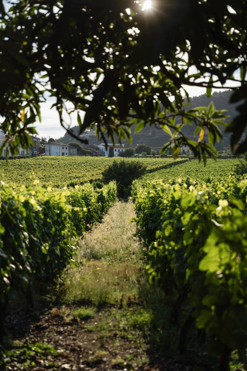 Morgadio da Calcada Douro Wine&Tourism