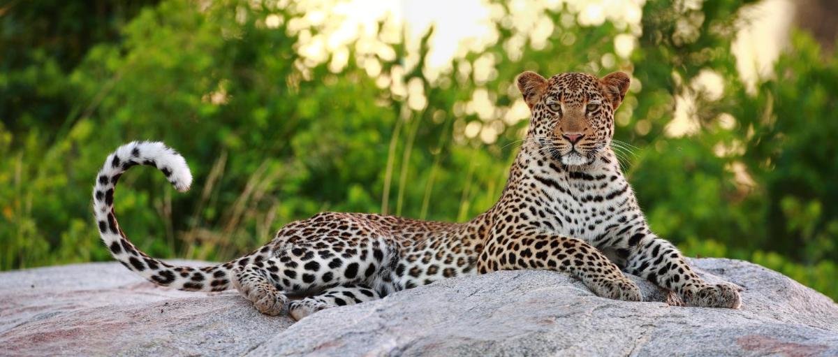 Motswari Private Game Reserve by NEWMARK