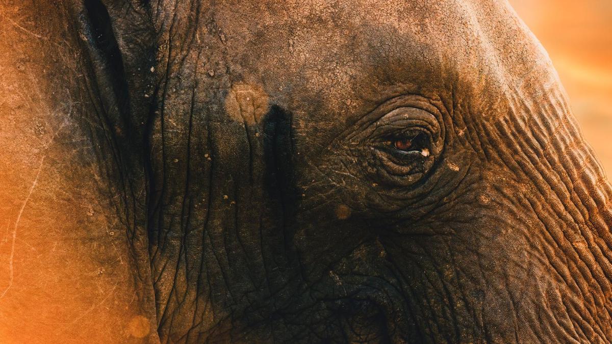 Motswari Private Game Reserve by NEWMARK