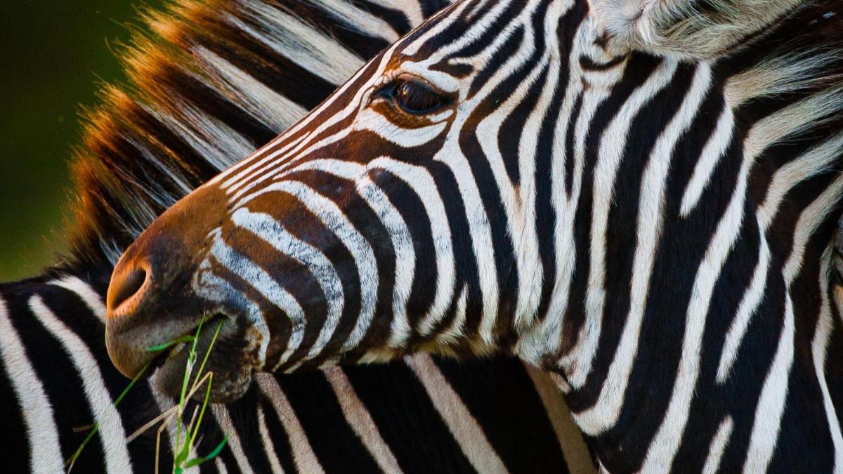 Motswari Private Game Reserve by NEWMARK