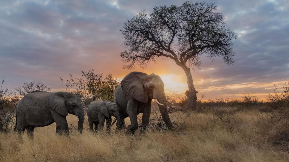 Motswari Private Game Reserve by NEWMARK