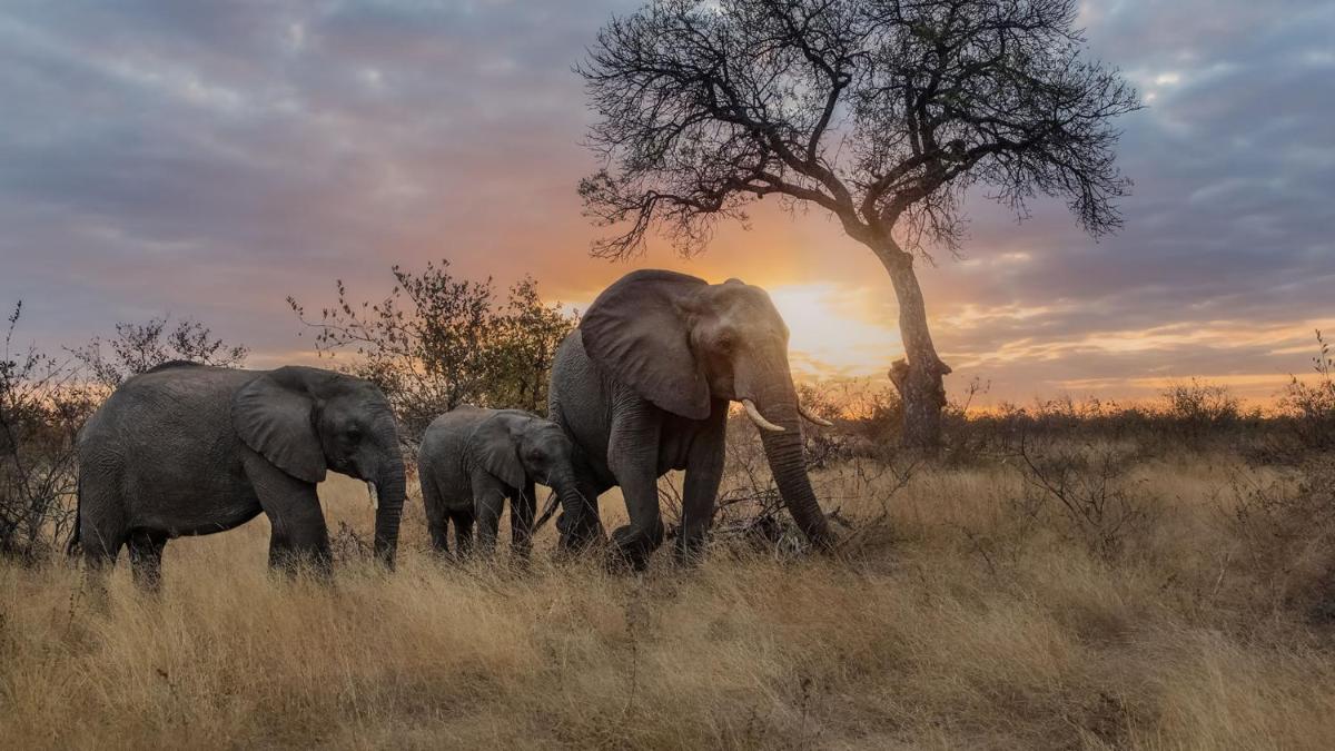 Motswari Private Game Reserve by NEWMARK