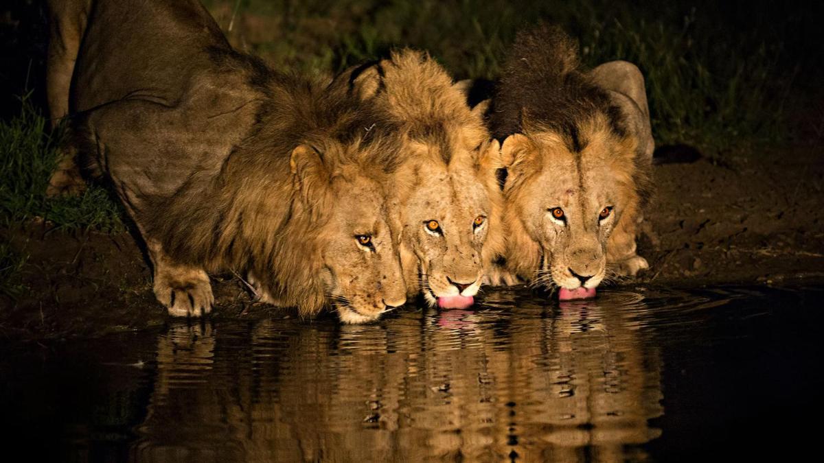 Motswari Private Game Reserve by NEWMARK