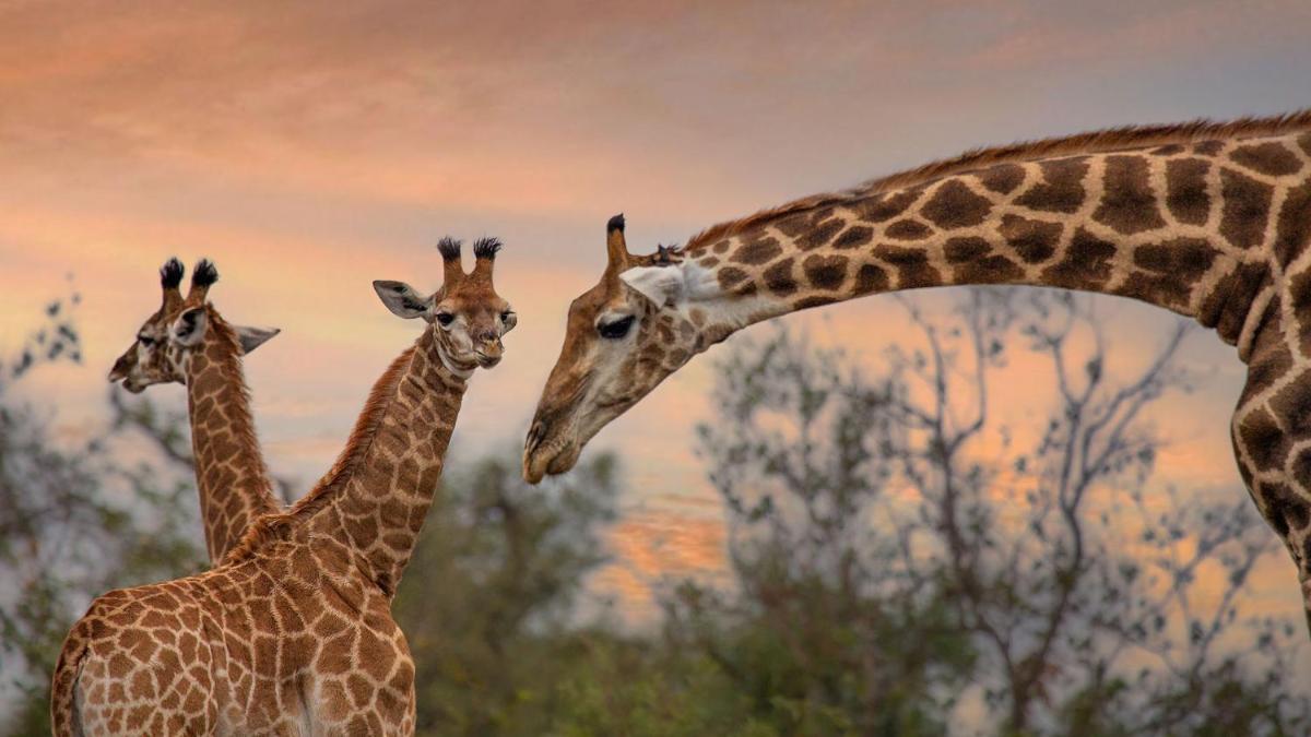 Motswari Private Game Reserve by NEWMARK