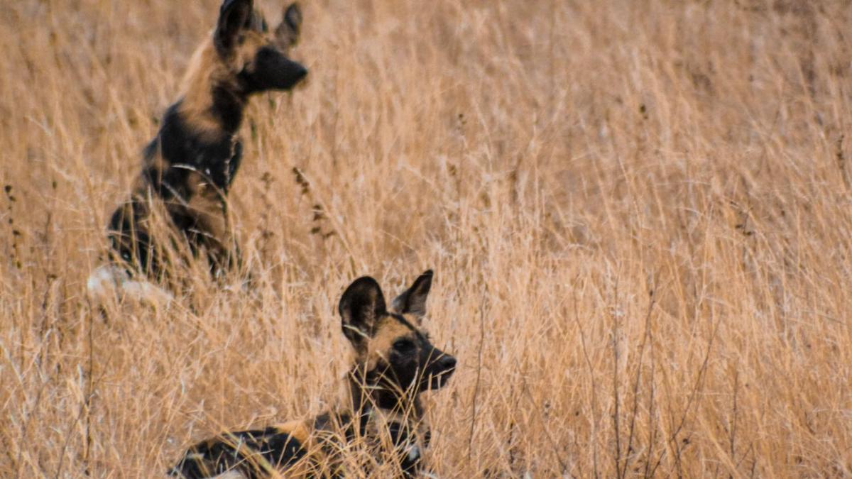 Motswari Private Game Reserve by NEWMARK