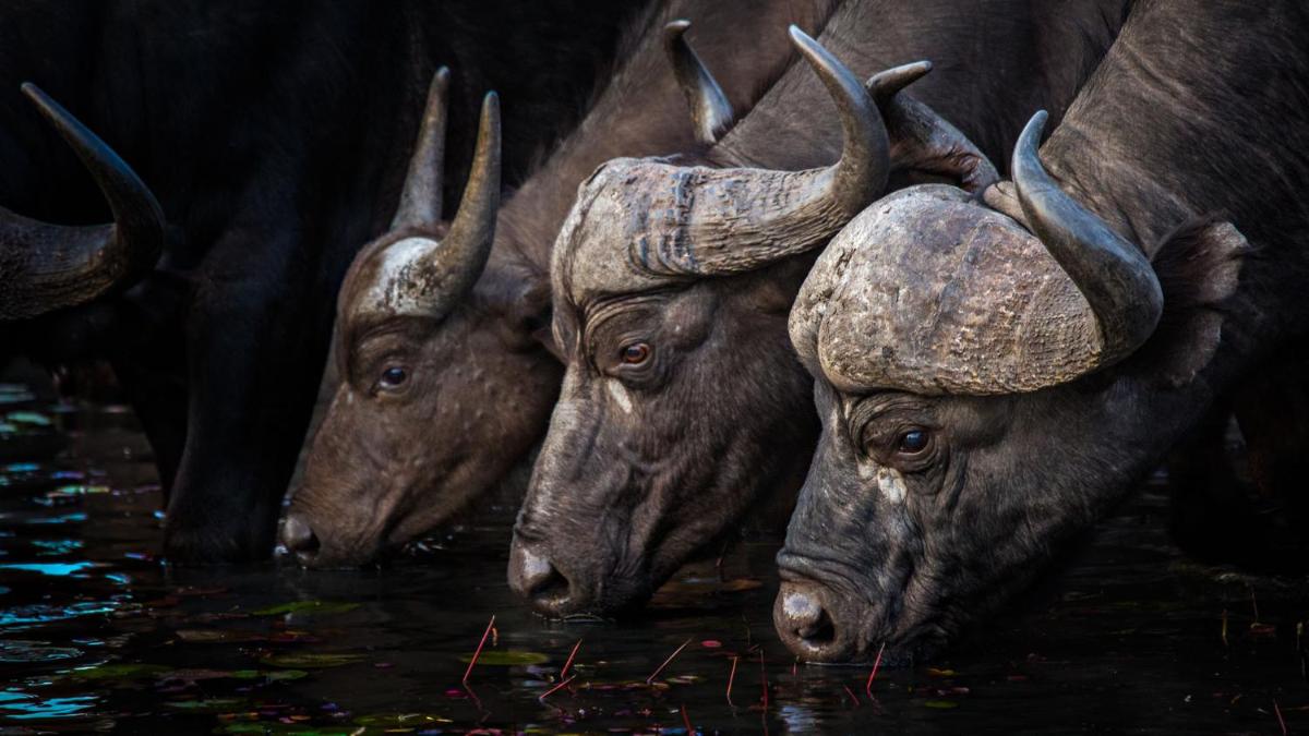 Motswari Private Game Reserve by NEWMARK