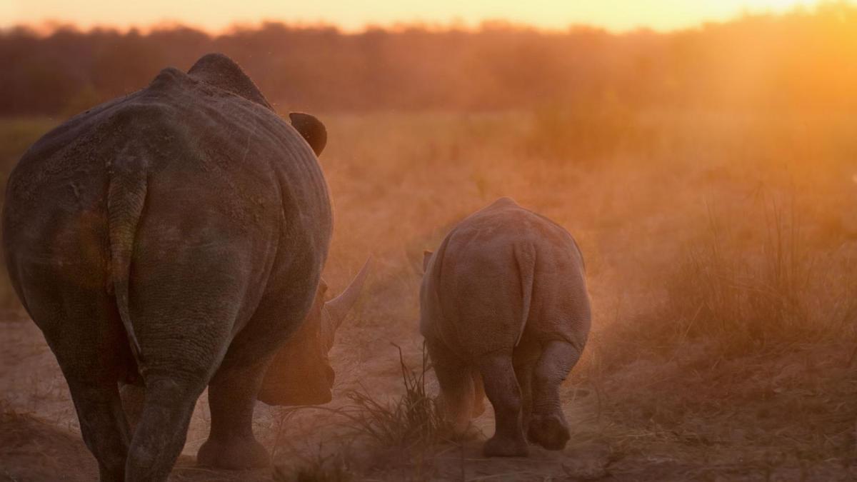 Motswari Private Game Reserve by NEWMARK