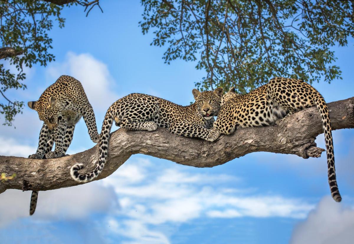 Motswari Private Game Reserve by NEWMARK