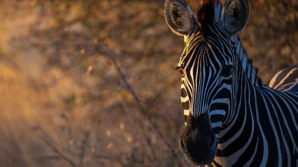 Motswari Private Game Reserve by NEWMARK