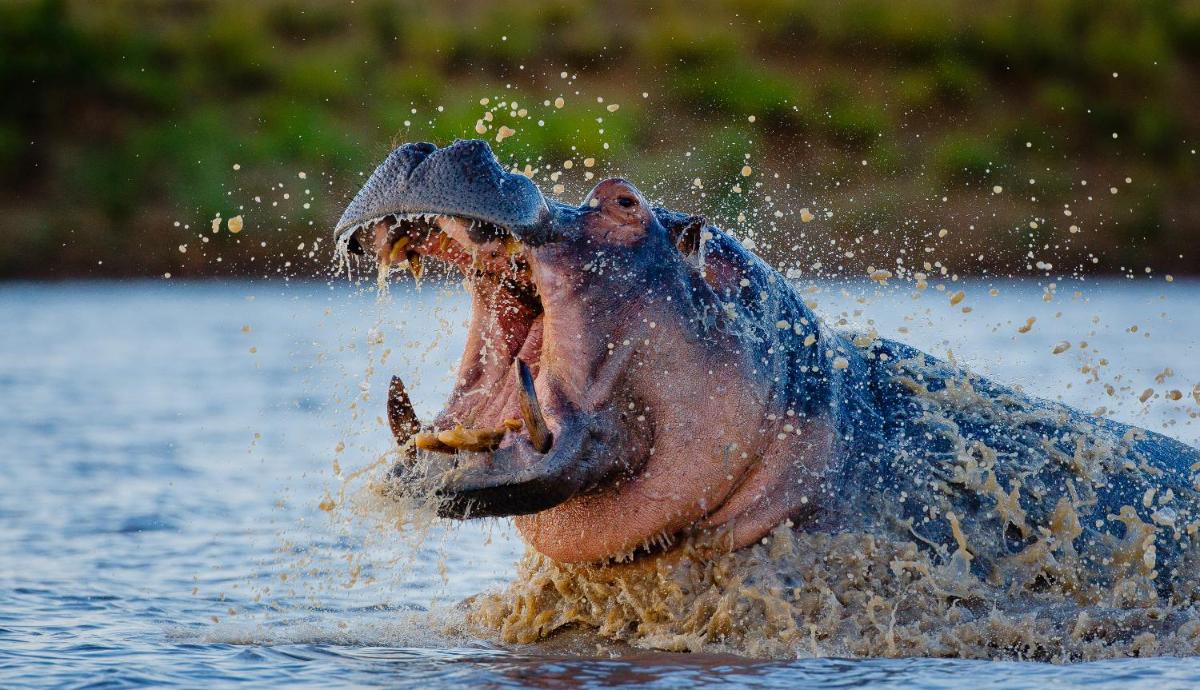 Motswari Private Game Reserve by NEWMARK