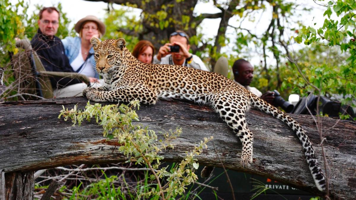 Motswari Private Game Reserve by NEWMARK