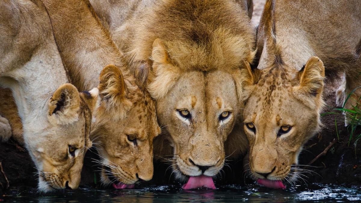 Motswari Private Game Reserve by NEWMARK
