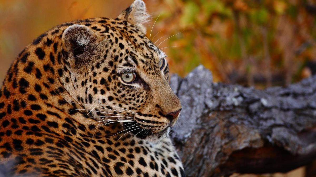 Motswari Private Game Reserve by NEWMARK