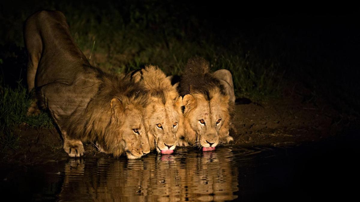Motswari Private Game Reserve by NEWMARK
